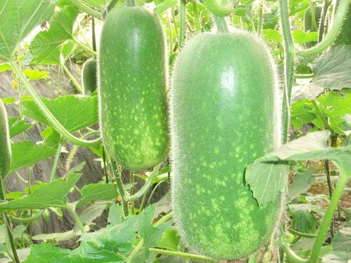 千万网红动感吃瓜图片,一场视觉盛宴的狂欢