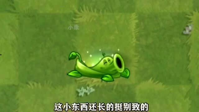 豌豆藤蔓爆料视频,揭秘幕后故事与精彩瞬间