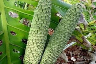 黑黑草梅网红吃瓜,网红吃瓜界的风云人物